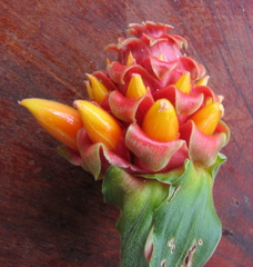 Costus montanus