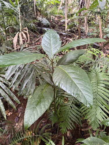 Ficus congesta, photograph 6
