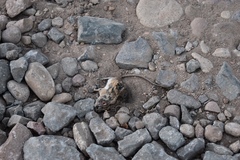 Peromyscus gambelii