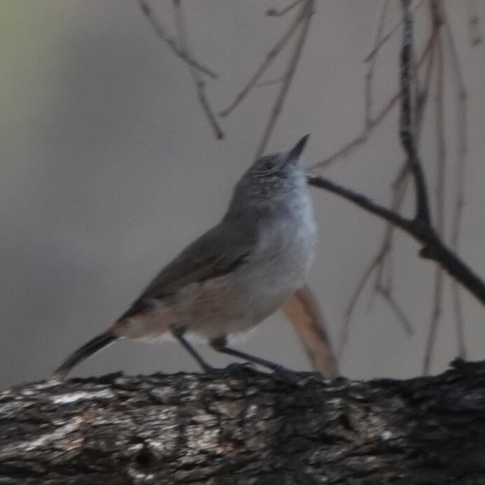 Chestnut-rumped Thornbill (Acanthiza uropygialis), photo 3
