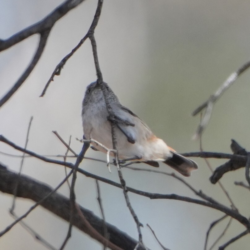 Chestnut-rumped Thornbill (Acanthiza uropygialis), photo 4
