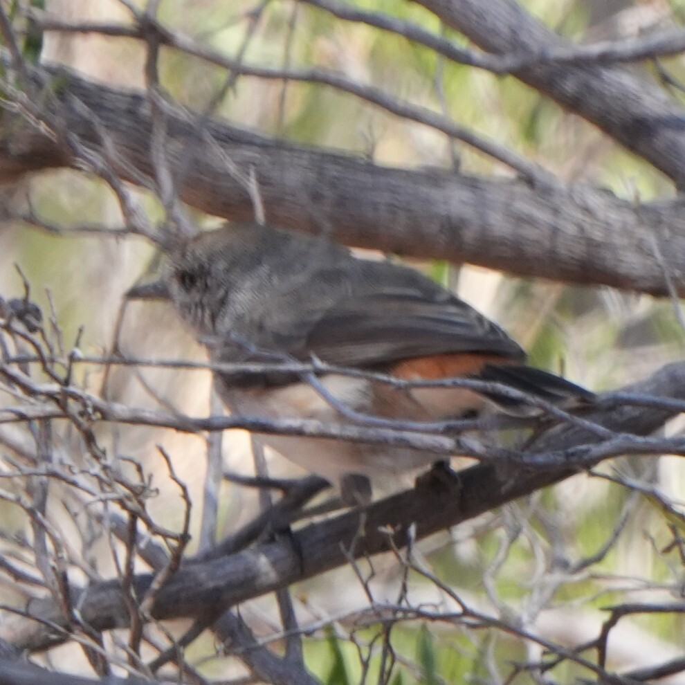 Chestnut-rumped Thornbill (Acanthiza uropygialis), photo 10