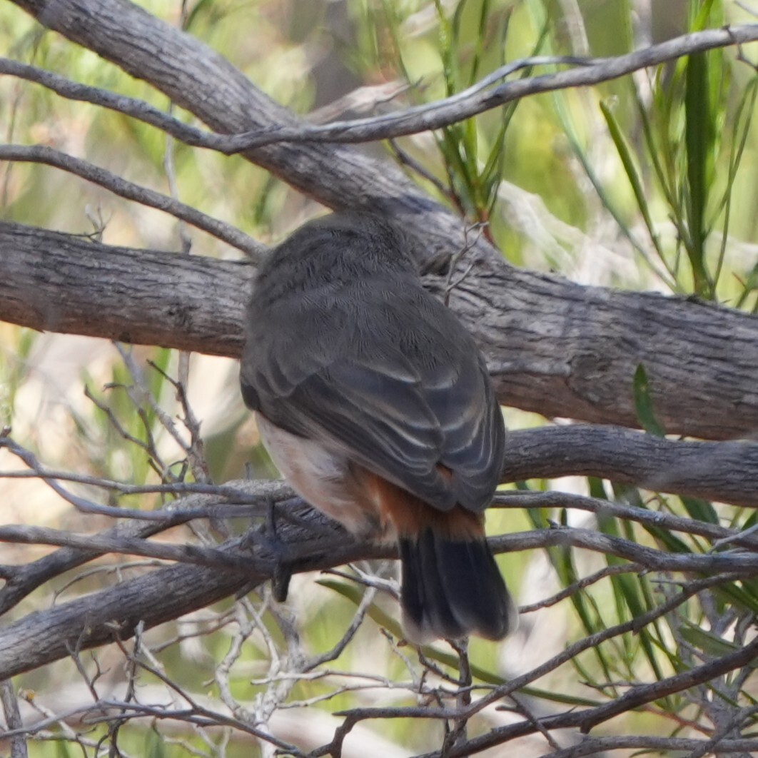 Chestnut-rumped Thornbill (Acanthiza uropygialis), photo 9