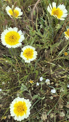 Layia gaillardioides, photograph 6