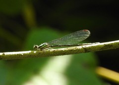 Argia tibialis