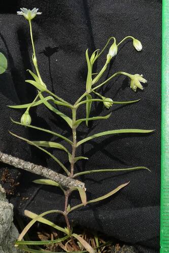 Rabelera cilicica