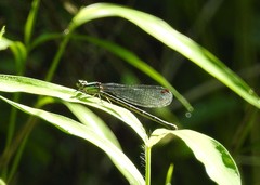 Argia tibialis