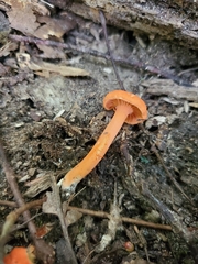 Cantharellus corallinus