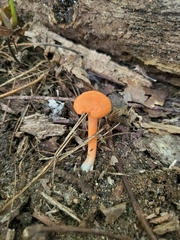 Cantharellus corallinus