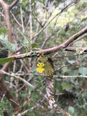 Erycina pumilio