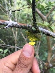 Erycina pumilio