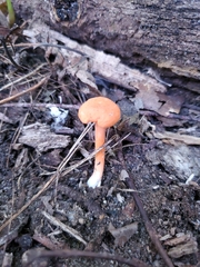 Cantharellus corallinus