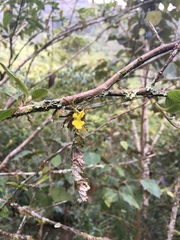 Erycina pumilio