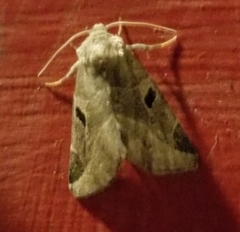 Plagiomimicus pityochromus