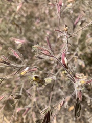 Cordylanthus pilosus