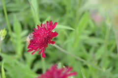 Knautia macedonica