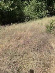 Cordylanthus pilosus