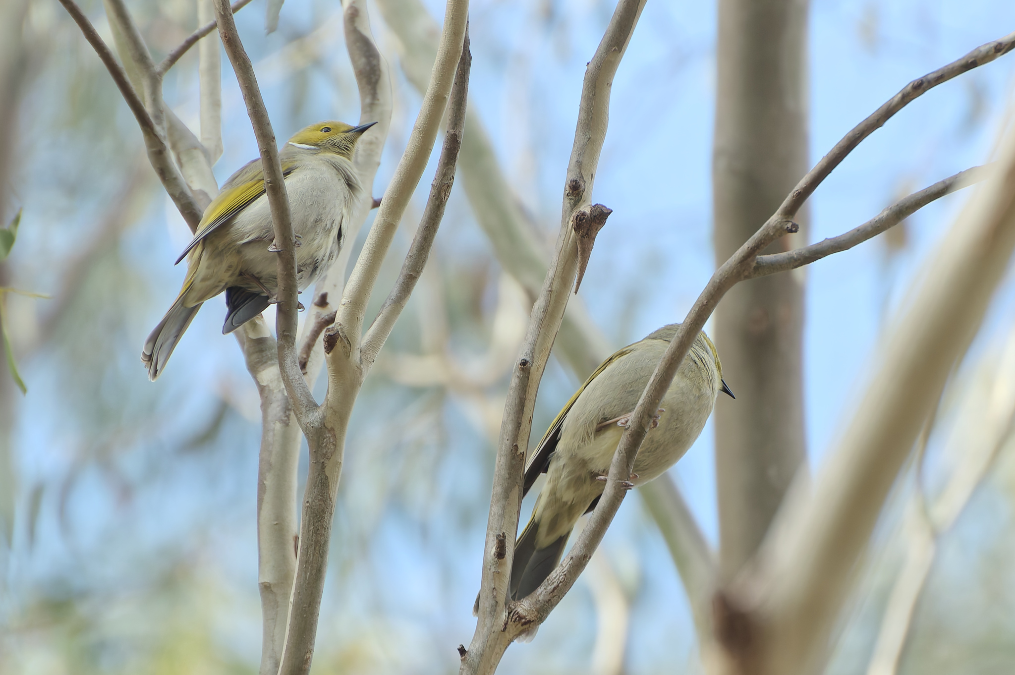 White-plumed Honeyeater illustration