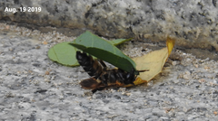 Megachile pseudomonticola