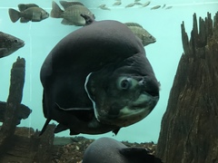 Piaractus brachypomus