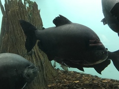 Piaractus brachypomus