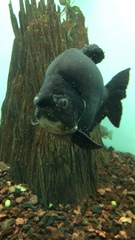 Piaractus brachypomus