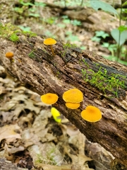 Phaeomarasmius proximans