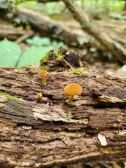 Phaeomarasmius proximans