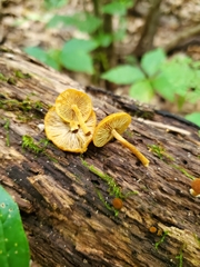 Phaeomarasmius proximans