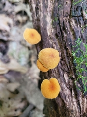 Phaeomarasmius proximans