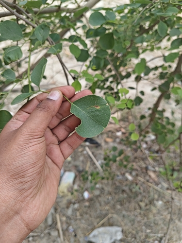 Indian Rosewood