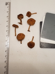 Phaeomarasmius proximans
