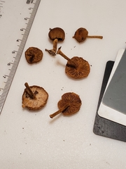 Phaeomarasmius proximans