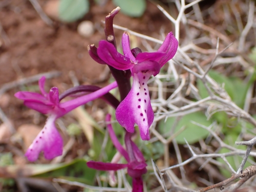 Image of Orchis anatolica by (c) Elias, some rights reserved (CC BY)