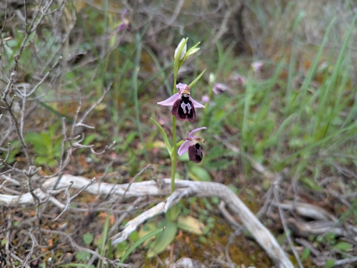 Image of Ophrys ferrum by (c) Elias, some rights reserved (CC BY)