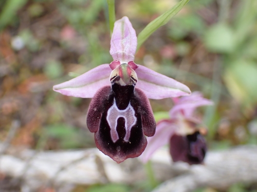 Image of Ophrys ferrum by (c) Elias, some rights reserved (CC BY)