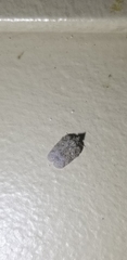 Flatoidinus punctatus