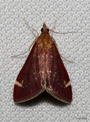 Pyrausta grotei