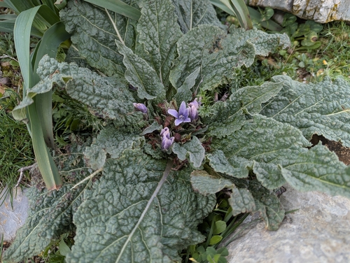 Image of Mandragora autumnalis by (c) Elias, some rights reserved (CC BY)