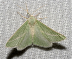 Chlorosea margaretaria