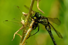 Orthetrum cancellatum