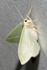 Chlorosea margaretaria