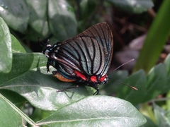 Atlides polybe