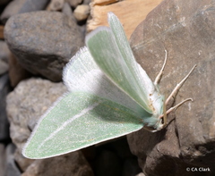Chlorosea margaretaria