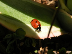 Coccinella septempunctata