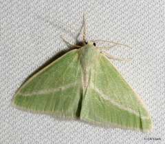 Chlorosea margaretaria