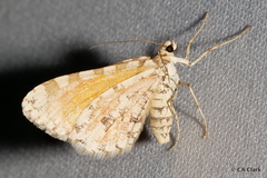 Stamnodes tessellata