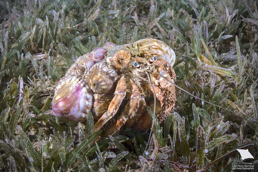Red Sea Anemone Hermit Crab