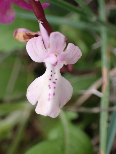 Image of Orchis anatolica by (c) Elias, some rights reserved (CC BY)
