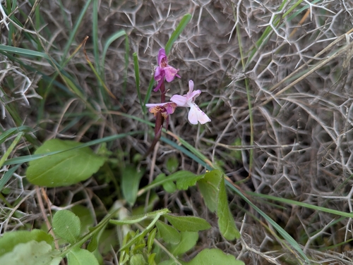 Image of Orchis anatolica by (c) Elias, some rights reserved (CC BY)